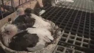 Indian Fantail Pigeon breeders