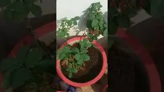 Micronutrients fertilizer for all repoted plants#shorts #youtubeshorts