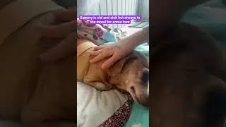 Old dogs need the most love..
