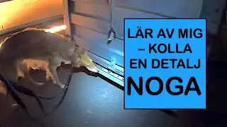 Nobel tävlar Nose Work klass 1 – och jag upprepar misstag