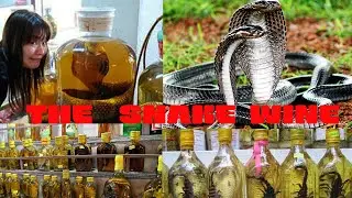 CAN YOU TRY THE SNAKE WINE