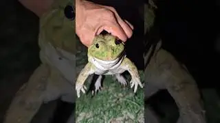 Catch the big funny frogs | Laughter of famous frogs | Frog Laughter Video