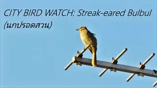 City Bird Watch: Streak-eared Bulbul (นกปรอดสวน)