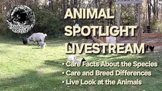 Animal Spotlight - Livestock Guardian Dogs: Great Pyrenees and Their Powerful Purpose