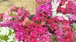 फूलों की बहुत ही सुंदर खेती#बंगाल में फुलों की खेती कहा है #viral 