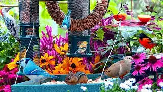 🔴LIVE Cozy Fall Bird Feeder Garden: Cardinals, Doves, Woodpeckers, birds, critters and Autumn Leaves