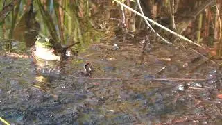 Green Frog 4(Rana Clamitans)