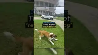 The Dogs Weren't Used To Meet New People 👀