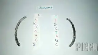 Transcription & Translation
