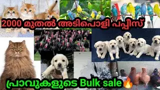 പ്രാവുകളുടെ Bulksale Chinese owl |Fantail|Turkey🔥Lab❤Persian cat❤love birds|2000 puppy |pet selling