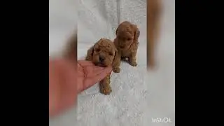 #poodle #apricot  #kci #puppies in #delhi #ncr (8800273706)