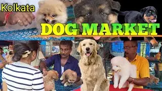Galiff Street Dog Market Kolkata l Sunday Galiff for street dog market