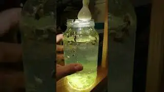 Bladder snail colony in a jar