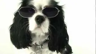 Gotye - Somebody That I Used To Know (DOGGYSTYLE)