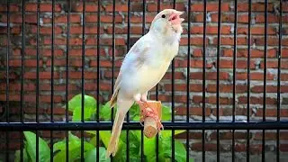 Best Canary Song for Training‼️ Make Your Canary Sing Better
