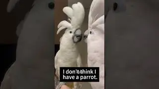 These Parrots Are Basically Stand-Up Comedians! 🦜🎙️