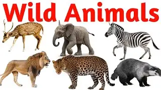 Learn Wild Animal Names for Children | Lion, Tiger, Bear, Wolf, Deer, Monkey