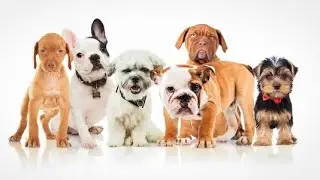 Most demanding breeds available | Dogs available