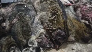MORE racoons!! in the fur shed