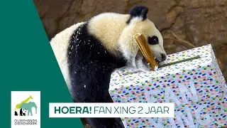 🐼 REUZENPANDA FAN XING 2 JAAR