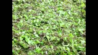 Organic farm in Homestead needs a new owner