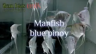 Dimana uniknya, Manfish blue pinoy #ikanhias #manfish @AndreBandungan