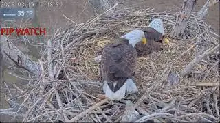 🎉 Welcome to the World, Kanza 🎉 - Kansas Bald Eagles - Ellie & Harvey  (3/19-3/20)