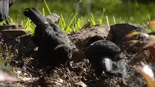 Australian Wildlife: Choughs