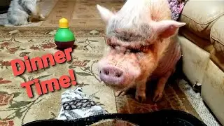 Dinner With Sammy The Mini Pig