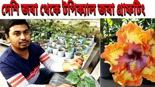 Hibiscus grafting দেশি জবা থেকে টপিক্যাল জবা তৈরি করা