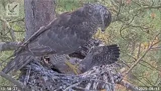 Tragedy At Hobby Nest! Viewer Discretion! A Goshawk Takes Both Falcon Chicks CT & CV! 💔💔 2025 Aug 15