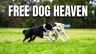 Cute dogs playing at a Dog Park in Brisbane Australia