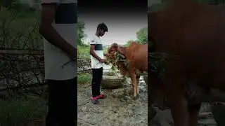 hAamari pasand toda Alg hai hame uohi ceji pasand ati hai jo Aasani se nahi meliti ⚜️🟩✅#cow farm