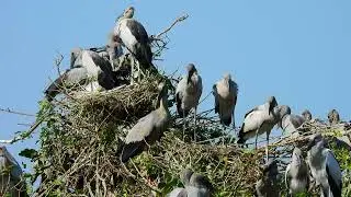 Amazing 😻 Bird Avian Communities Of Flooded Forest Areas 058