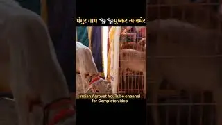 Punganur cow farm PunganurCattleCare​#CattleRearing​#SmallCattleBreeds​#IndianCattle​#CattleFarm