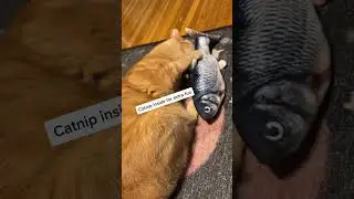 Interactive Flopping Fish Toy &ndash; Your Cat Will Love It! #cat #automaticcattoy #pets #catloversonly