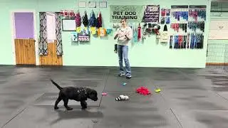 Bodie - House Training Information & Tips For Success ￼