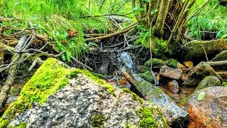 Hankins Pass Trail | Hiking with Dogs in Colorado