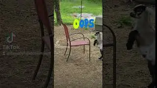 Baby Goat Barnyard Antics