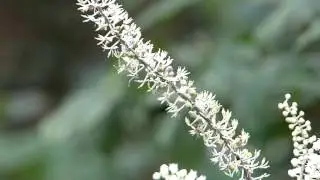 Bombus diversus on Bugbane トラマルハナバチ♀がサラシナショウマに訪花集粉