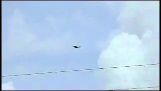 Bulletproof eagle at East Coraki