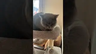 #catsruletheworld