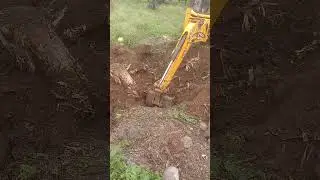 jesebi ne lim ka pedh nikalraha