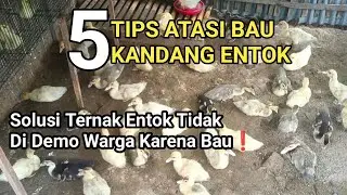 Combat Muscovy Duck Pen Odor! Effective Tips for More Profitable Muscovy Duck Farming