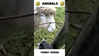 ANIMAL FUNNY VIDEO                    #funny #pov #animal #epicfails #comedy