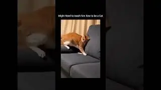 Funniest Pet Fails Compilation 2025 | Hilarious Cat and Dog Moments Gone Wrong