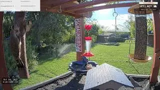 Northern Flicker, named Doc Holiday returns