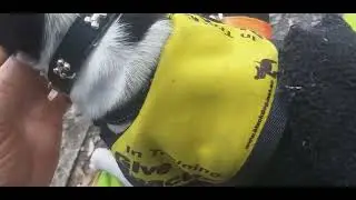1021. Lap drop stay close 3 large dogs near fish shop 26 Jan 2023 AK