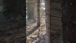 Trimming up pine