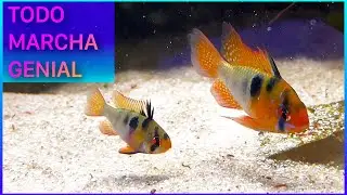 LOS RAMIREZI YA TIENEN HUEVOS! 🐠😱 / RESUMEN Nº 239